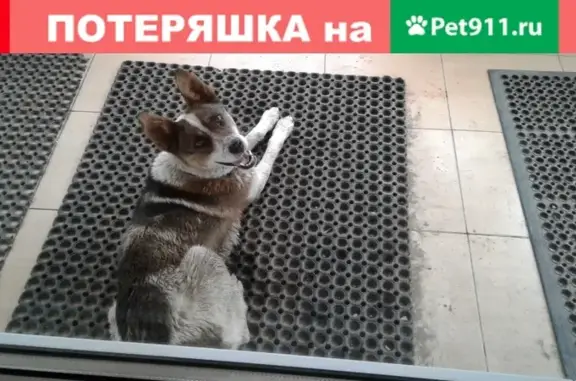 Найдена собака в районе Магистральный