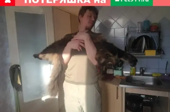 Кошки потеряшки, Санкт-Петербург, фото: Потеряшка мейн-кун кошка, адрес: Бухарестская 27 к2, Фрунзенский район, СПб