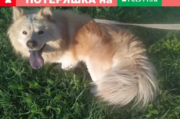 Найдена собака на Волгоградской, 86 в Екатеринбурге