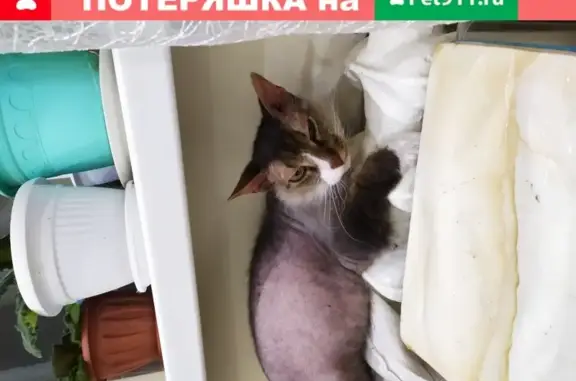 Пропала кошка Маслёнка на Шевченко 88, Альметьевск.
