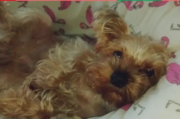 Объявления о пропавших и найденных животных, Анапа, фото: Пропал йорк в районе улиц Некрасова/Толстого/пер Азовский, Анапа