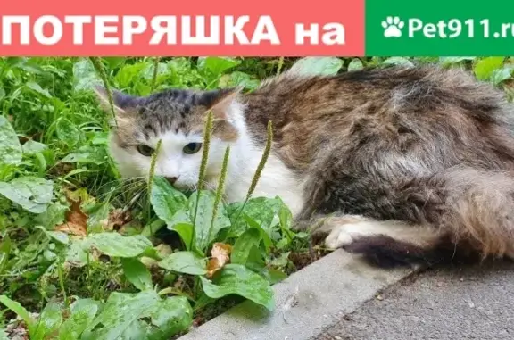 Пропавшая кошка на Павлова 10, Королёв