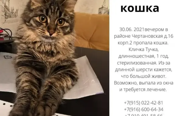Пропала кошка Тучка в Москве.