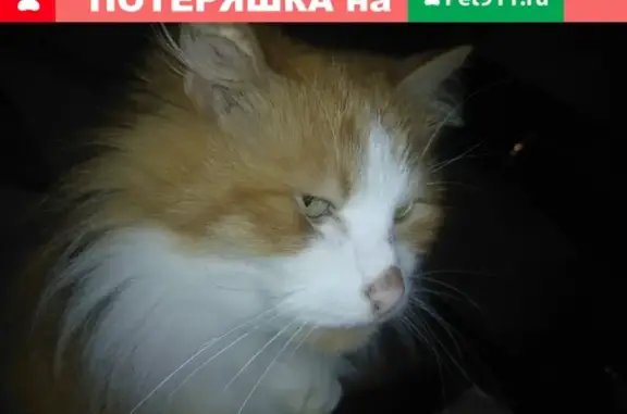 Пропала кошка в Витязево.