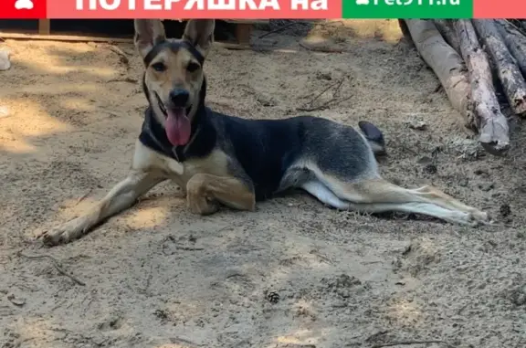 Пропала собака Шанси в Киржаче