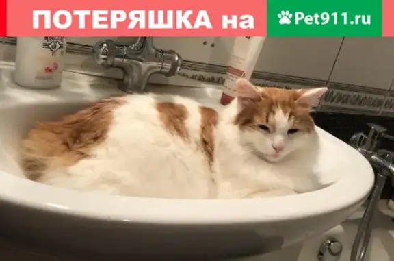 Пропала кошка Турецкий ван в Москве