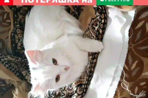 Найдена белая кошка на М. Годенко 3, Красноярск