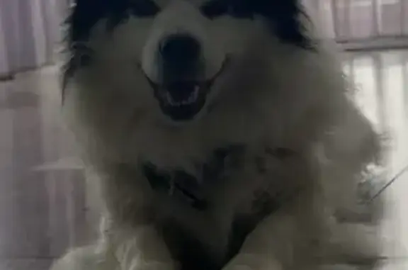 Объявления о пропавших и найденных животных, Ульяновск, фото: Пропала собака в Ульяновске с зеленым ошейником