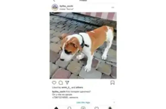 Собака найдена в Сочи.