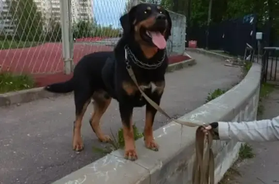 Пропала собака Граф в районе Поляны, Смоленск