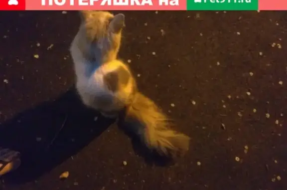 Найдена пушистая кошка в Москве