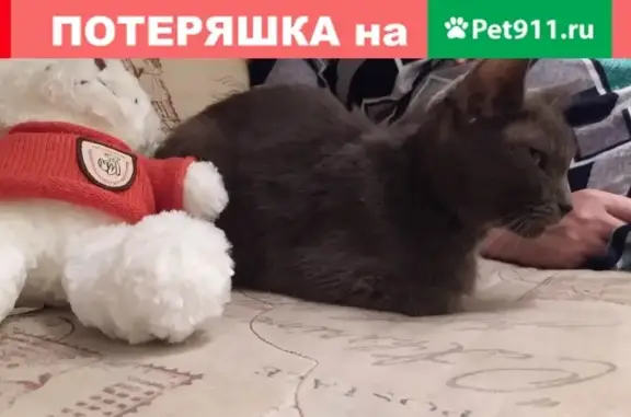 Найдена кошка на улице Героев Панфиловцев