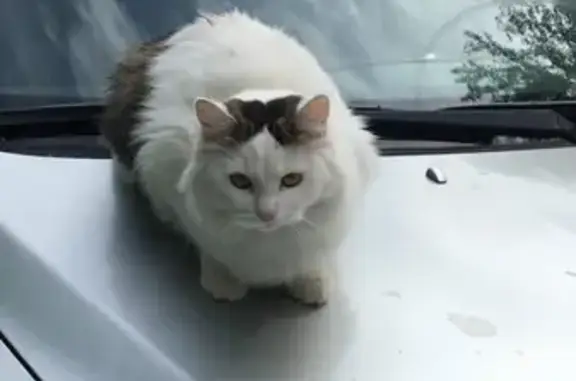 Пропала кошка в Кусинском поселении, Ленобласть