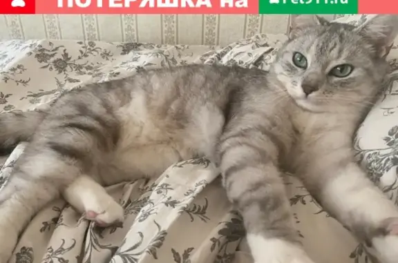 Кошки потеряшки, Санкт-Петербург, фото: Потеряшка кошка Гордон, Тихорецкий проспект 25.