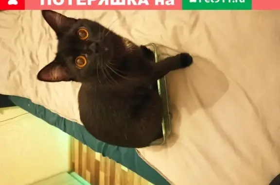 Кошки потеряшки, Казань, фото: Потеряшка кошка Люция на улице Н. Ершова, 78