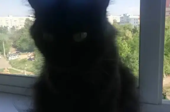 Найдена пушистая черная кошка на пр. Победы, Челябинск (2-3 года)