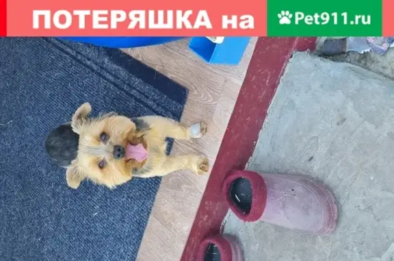 Пропала собака Макс в Прокопьевске, Россия