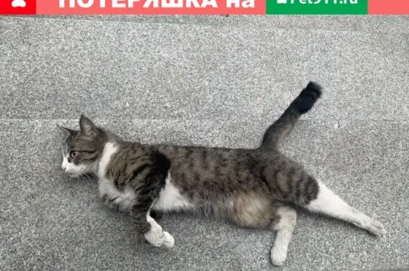 Найдена кошка на ул. Октября в Реутове