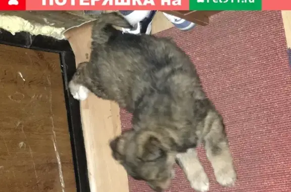 Пропала собака на Ветлужской улице, Москва