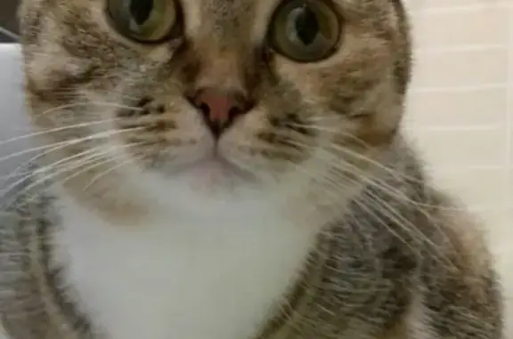 Кошки потеряшки, Набережные Челны, фото: Потеряшка кошка Люся на пр. Яшьлек, 11