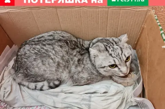 Потерян породистый кот, Чертаново Северный, Москва.