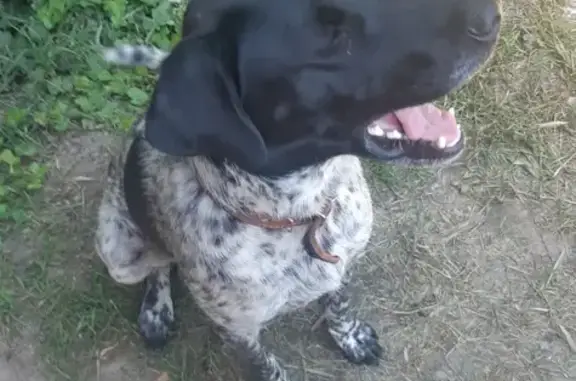 Потерялась собака охотничьей породы на Гостагаевской