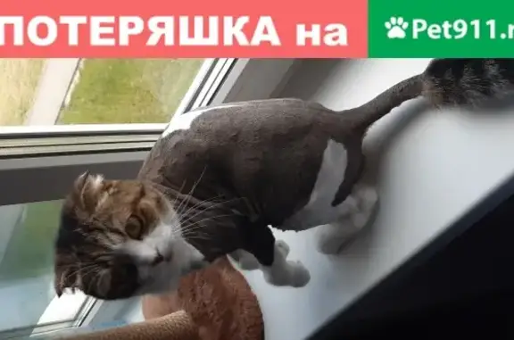 Пропала шотландская кошка в Томске