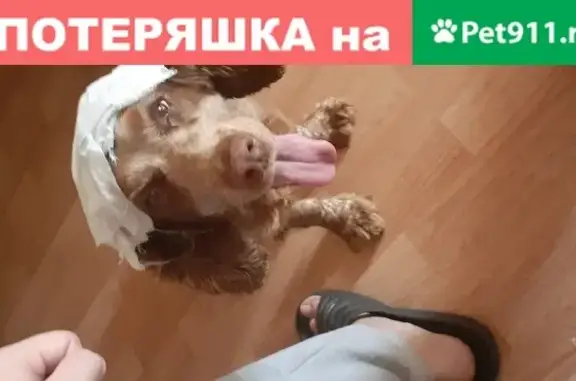 Собака Русский спаниель найдена в Челябинске