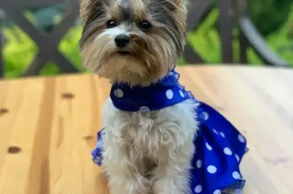 Собаки потеряшки, Омск, фото: Потеряшка собака на ул. Кондратюка и Толмачева