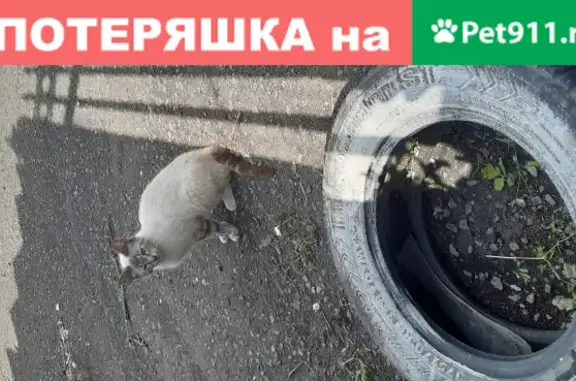 Найдена собака в Подольске, ищем новый дом