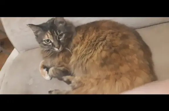 Пропала кошка Муся в Кантемирова, д.9 (2-й микрорайон)