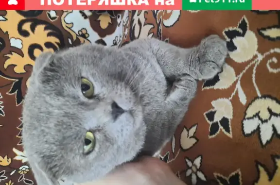 Пропала кошка Филя, ул. Льва Толстого 58, Бежецк, Тверская обл.