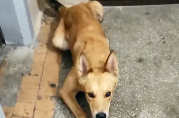 Найдена собака на Уральской улице