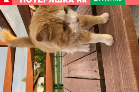 Найдена пушистая кошка на ул. Чкалова