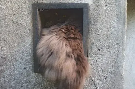 Найден пушистый кот на Заневском проспекте