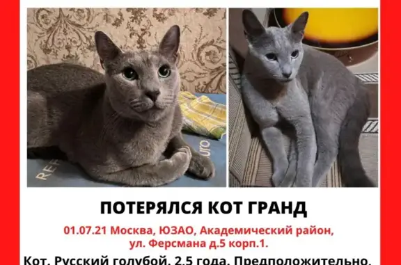 Пропал кот Гранд, ул. Ферсмана, Москва, вознаграждение 5 к1