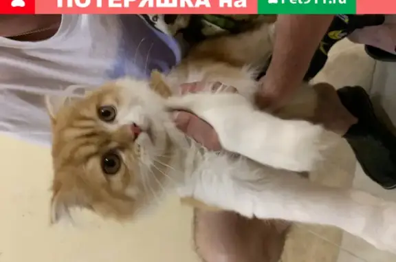 Найдена кошка во Владимире, Ленин В.И. ул.