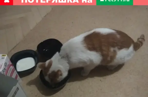 Кошка без ошейника на пр. Энгельса, СПб
