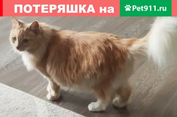 Пропала кошка Буся на ул. Раздольной, Олха, Иркутская область