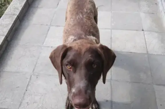 Собака найдена: Хвост купирован, 20 Пр-д Некрасова, Тольятти