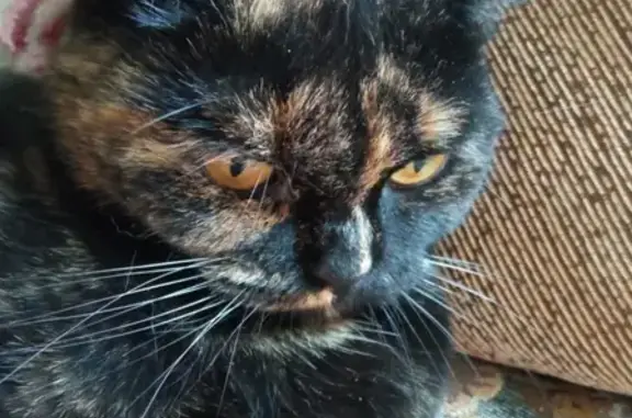 Пропала кошка на Космодамианской набережной