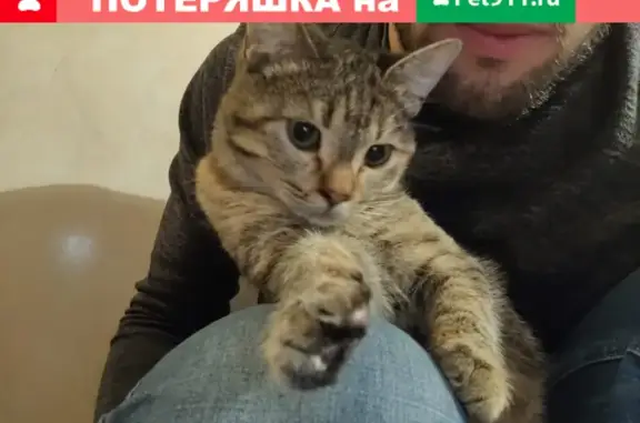 Пропала кошка Кофета в районе Шовгеновского городка