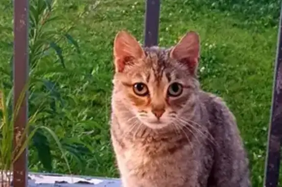 Найдена кошка в Завьялово, Южный 2