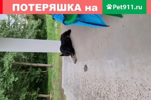 Собака найдена на Подгорной улице, Белгородская область