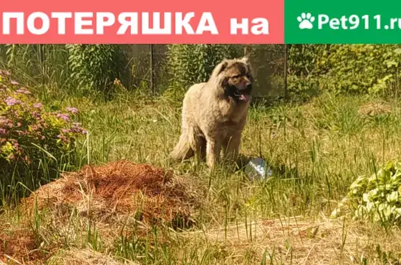 Собака Пугливый найдена на Дзержинского, Большие Дворы.