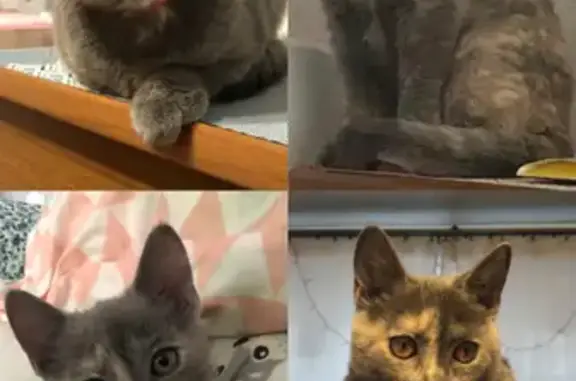 Объявления о пропавших и найденных животных, Санкт-Петербург, фото: Пропала кошка Руся на Ленинградской 59, Пушкин.