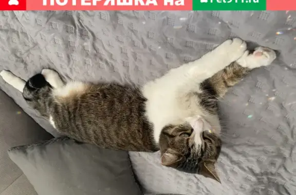 Пропала кошка Кузя на улице Лермонтова, Воскресенск