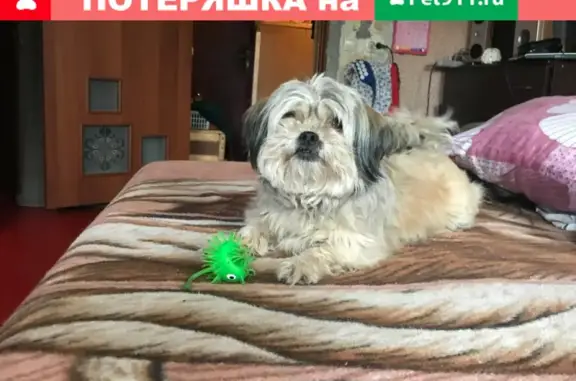 Собаки потеряшки, Калининград, фото: Потеряшка собака на ул. Дзержинского 177, кличка «кнопа»