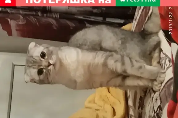 Пропала кошка в Соколовой, Саратовская область