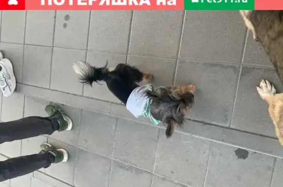 Найден пес в Литвиново, у магазина Пятёрочка
